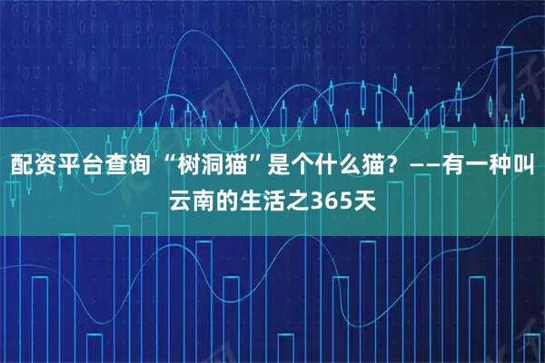配资平台查询 “树洞猫”是个什么猫？——有一种叫云南的生活之365天
